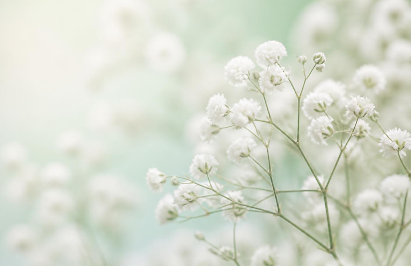 Soft close-up of baby's breath flowers